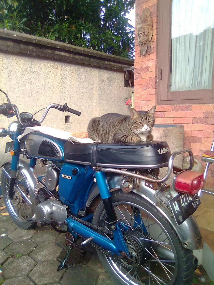 GutomoLudmilla's tweet photo. just a picture of my cat sun bathing on my husband's bike
#YAMAHA #L2S #CatsOfTwitter #cat #rescued #rescuecat #love #cats #kentung https://t.co/IrjQz4FsZ1