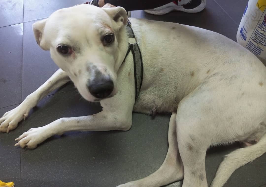 yaracalcagno's tweet photo. Difundo Urgente En busca de resguardo para la  princesa Kira, ya que la persona que me le está dando resguardo actualmente no puede tenerla más por problemas personales Apoyo con su comida y su esterilizacion. Contacto 04142423646. Caracas. (Peludita con su condición Sorda) https://t.co/lt7SVBOykQ