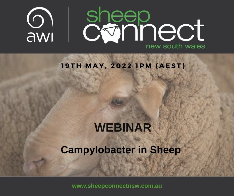 AWIExtensionNSW's tweet image. Our Webinars are back! 🤩

📅Thursday 19th May at 1pm AEST🕑

Is Campy affecting your repro rates? 🤔

In this webinar we will be joined by Dr Joan Lloyd to explore all you need to know about Campylobacter in sheep. 👍

REGISTER HERE: bit.ly/38sIEJi

 #SCNSW