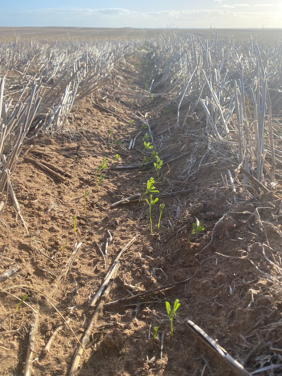 Matt McDonald tweet media