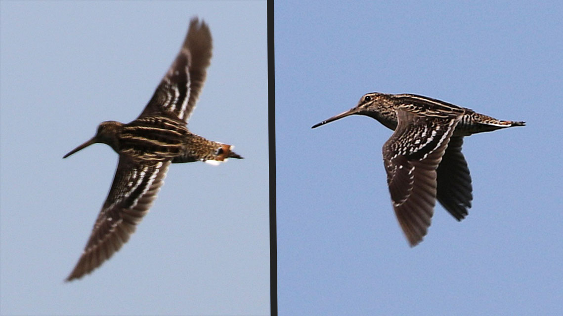 kupac1's tweet photo. Great Snipe (Gallinago media) rare but regular migrant in HU. This is 1 of 4 birds I saw yesterday with my buddy. The double white wing bars and white outer tail feathers are diagnostic field marks. Photo by Attila Steiner. #birdsofhungary #BirdsSeenIn2022 #shorebirds #waders https://t.co/iDiJUfUAo4