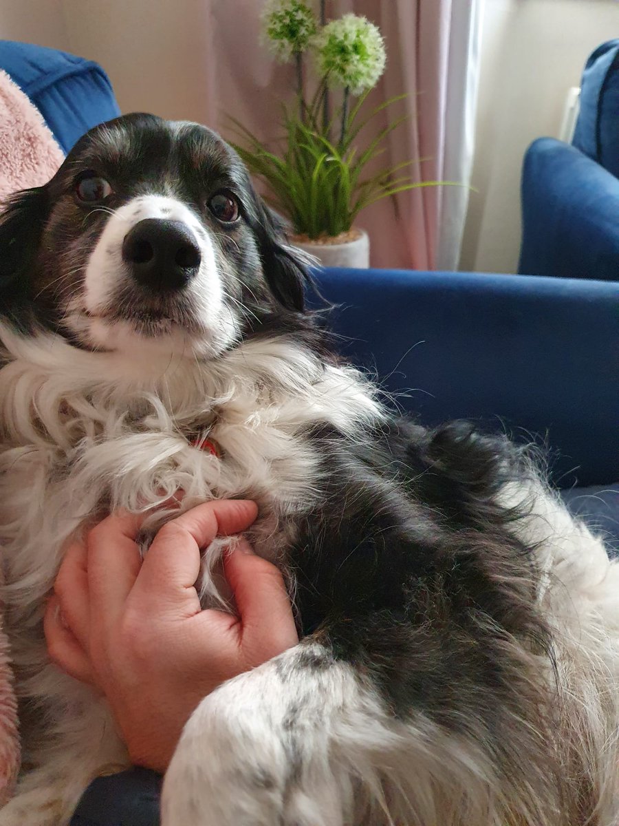 Zoeelisewil's tweet photo. Having lovely doggy cuddles this morning with my gorgeous dog Ruby I'm struck by the healing power of dogs. 8 years ago I left an abusive relationship and brought my dog. She has seen me through some really tough times. I love her soooooo much! #healingdogs https://t.co/aSgAaFcm9E
