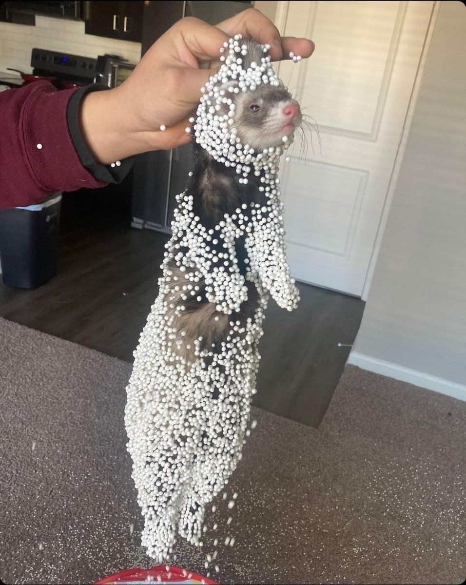 mischiefanimals's tweet image. 