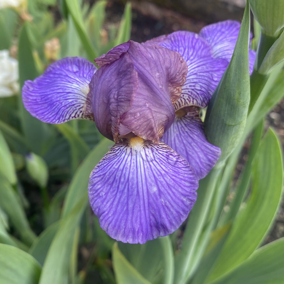 IrisesSeagate's tweet photo. MTB Iris ‘Bangles’ building up stock ready to go back out in the main beds again soon. #mtbirisseason #mtbiris #bangles #miniatureirises #irislove #beardedirises #flower #delicateflower #irises #iris https://t.co/FVMlzUZpzW