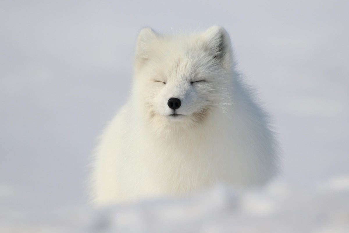 ArcticFox tweet media