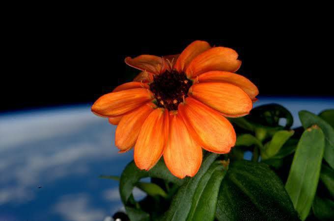 abh1kr's tweet photo. In 2016, Zinnia, the first flower fully grown in space, was grown as part of the International Space Station',$ plant growth system, also known as "Veggie".
#iss #flowerinspace #1st https://t.co/BH5QNaxbsm