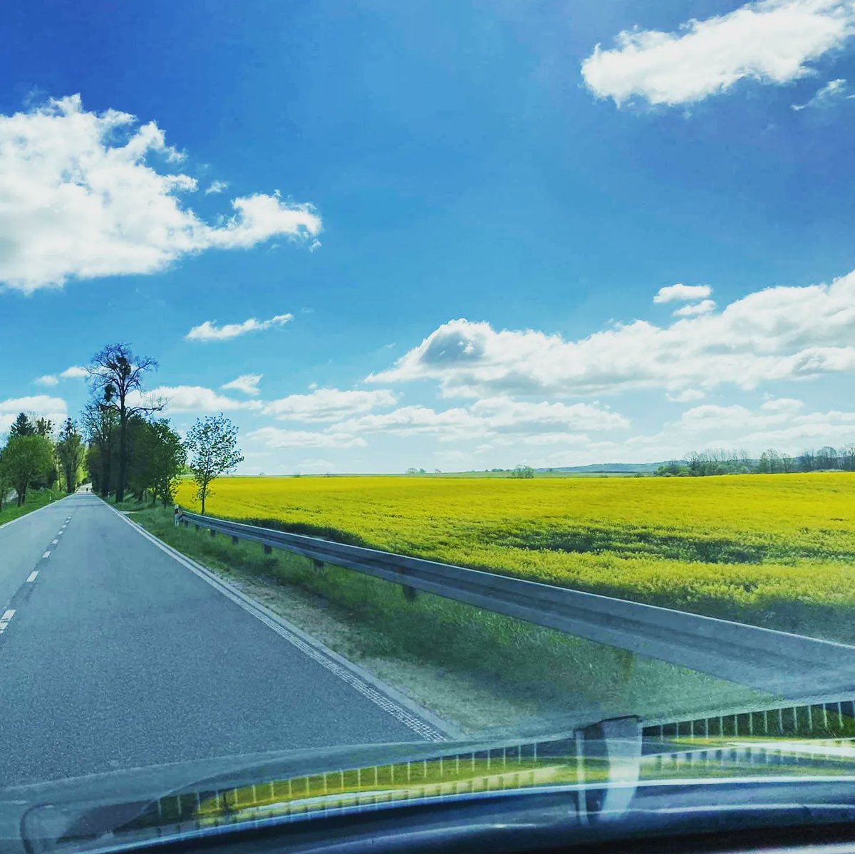 パスポート&航空券だけで行ける🇵🇱 今が見頃の地平線まで黄色い世界💛