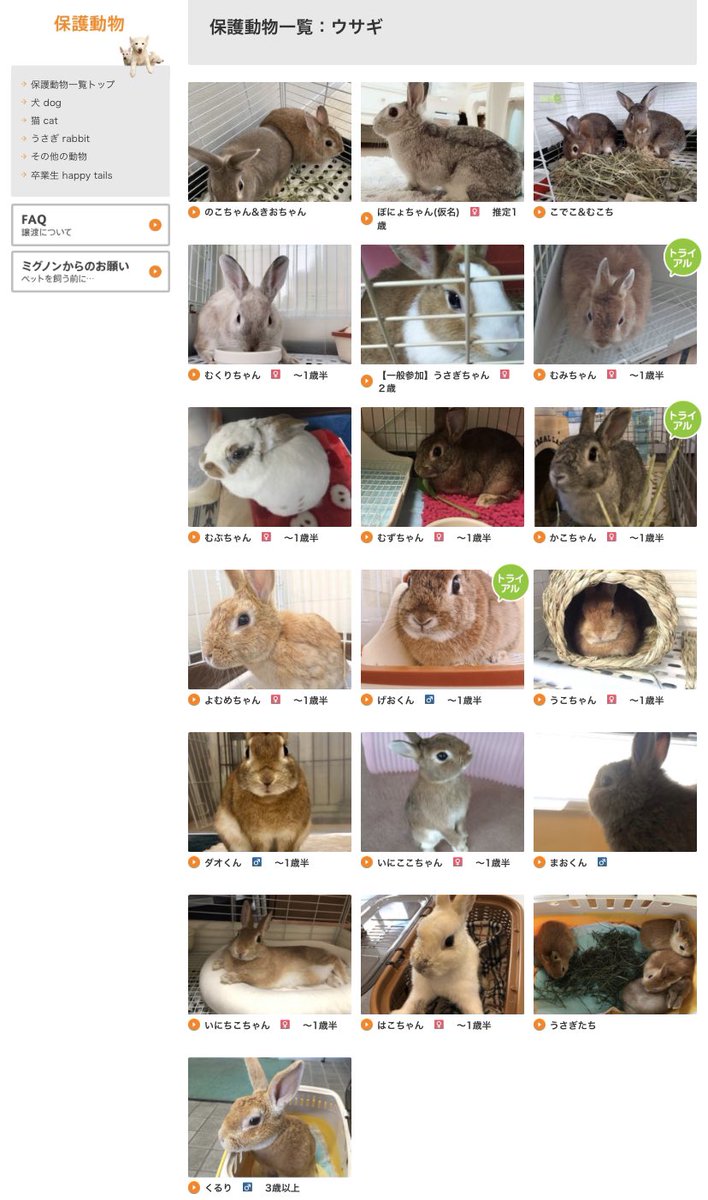 chilitomatoo's tweet photo. #ミグノン  #保護うさぎ　#里親募集中
　#うさぎ　#家族　#運命　#出逢い
🐇🐰🐇🐰🐇🐰🐇🐰🐇🐰🐇🐰🐇

https://t.co/DsPJS6P2dW https://t.co/KeKc3DTluv