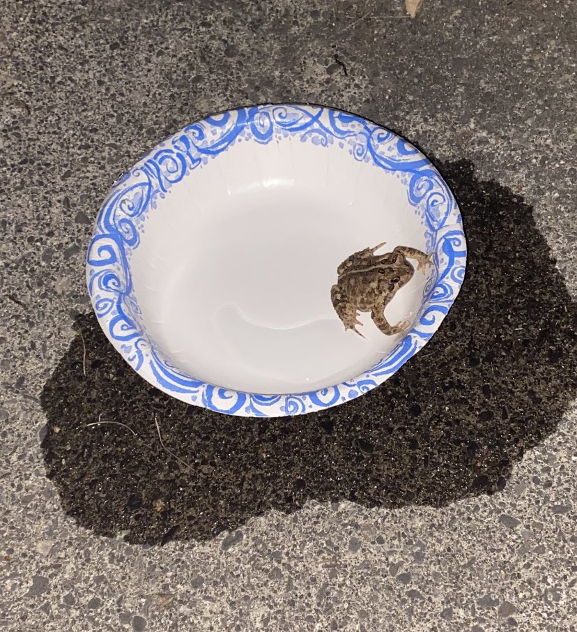 mangiafakir's tweet photo. had an eclipse viewing party and only He showed up https://t.co/G6Bl8irBUd