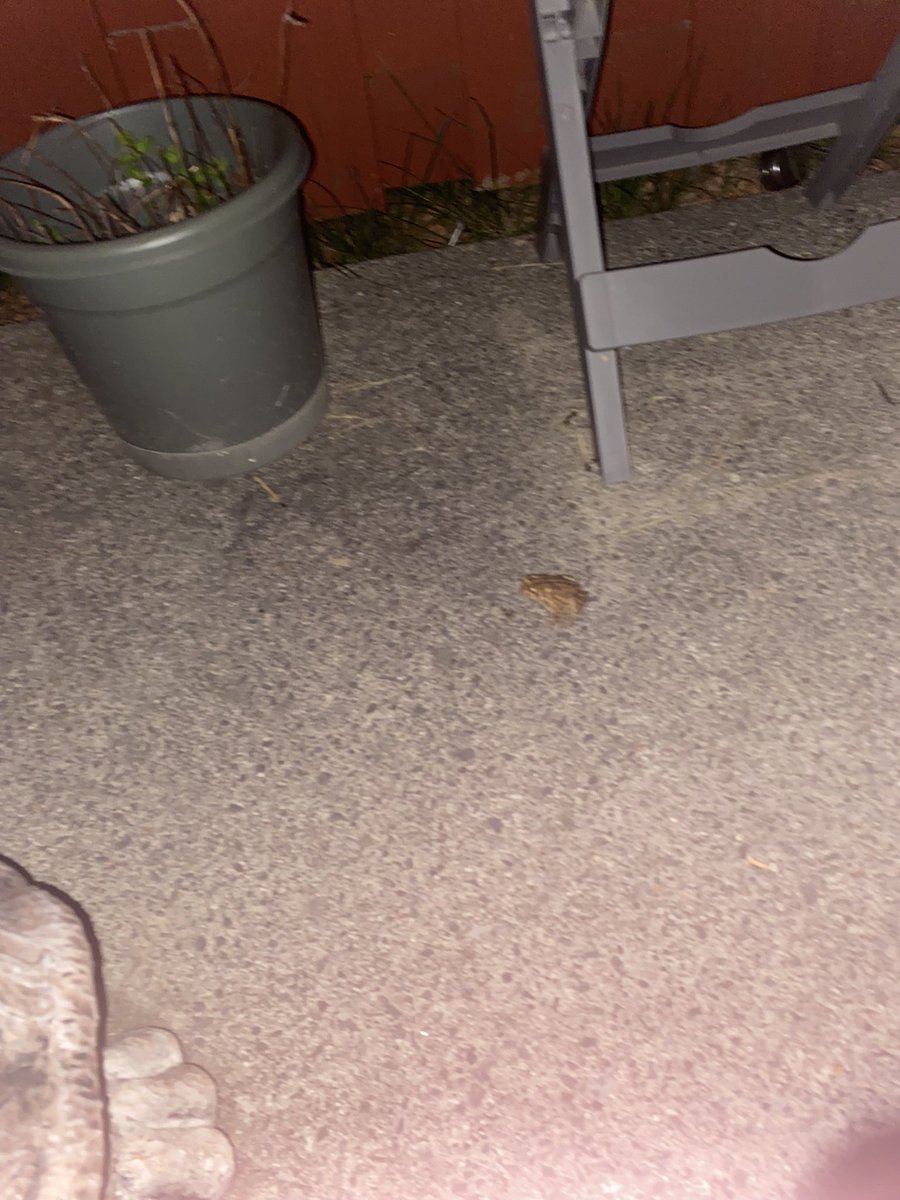 mangiafakir's tweet photo. had an eclipse viewing party and only He showed up https://t.co/G6Bl8irBUd