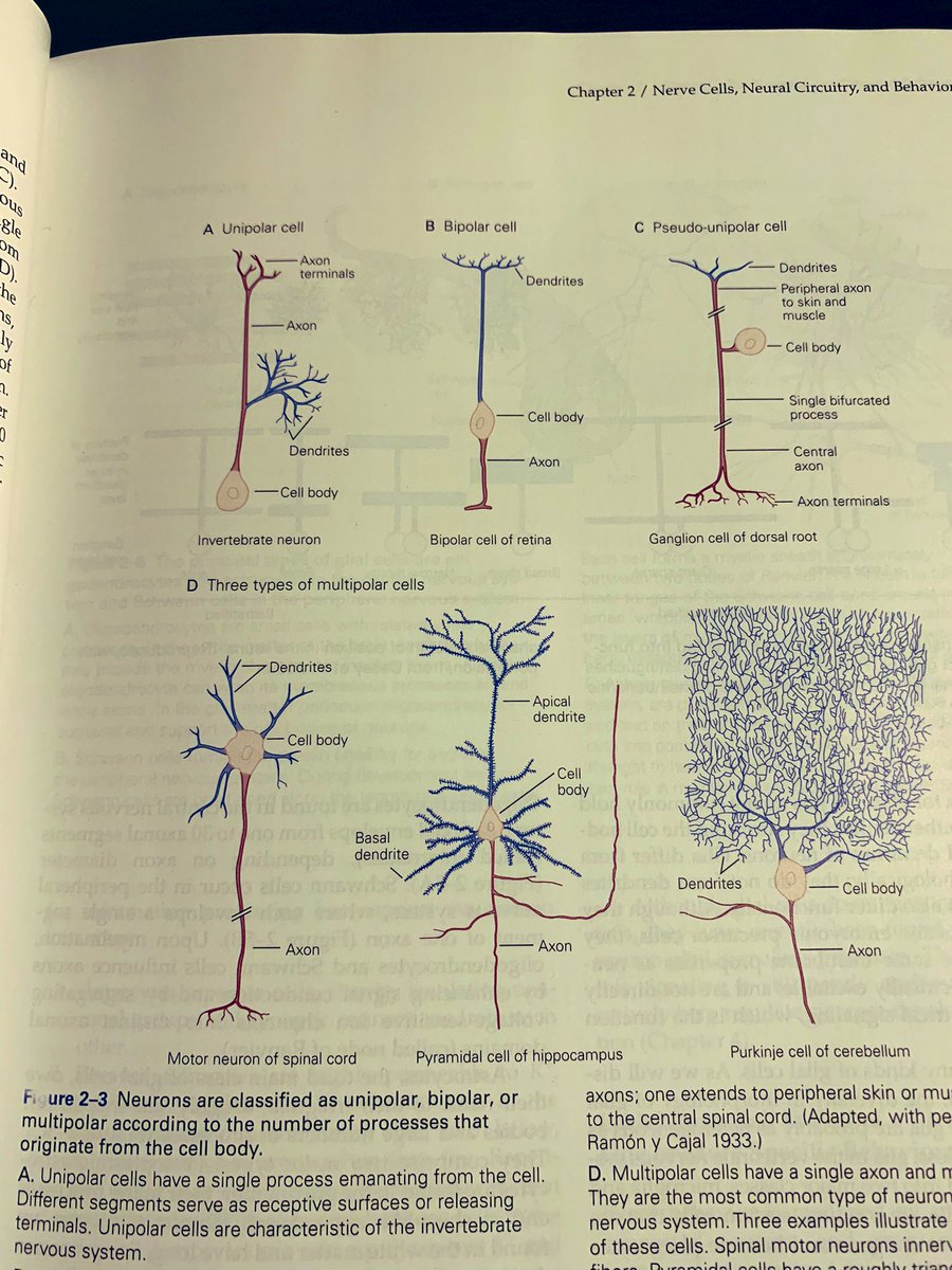 JBena23's tweet photo. Of the three types of multipolar cells, imo the pyramidal cell of hippocampus takes first place in terms of looks. Of course, 2nd goes to Purkinje cell of cerebellum. #neurotwitter #cells #neurons #neuronights #neuralscience #science 🧠 #NeuralCircuitry https://t.co/YXU0Qv45cV