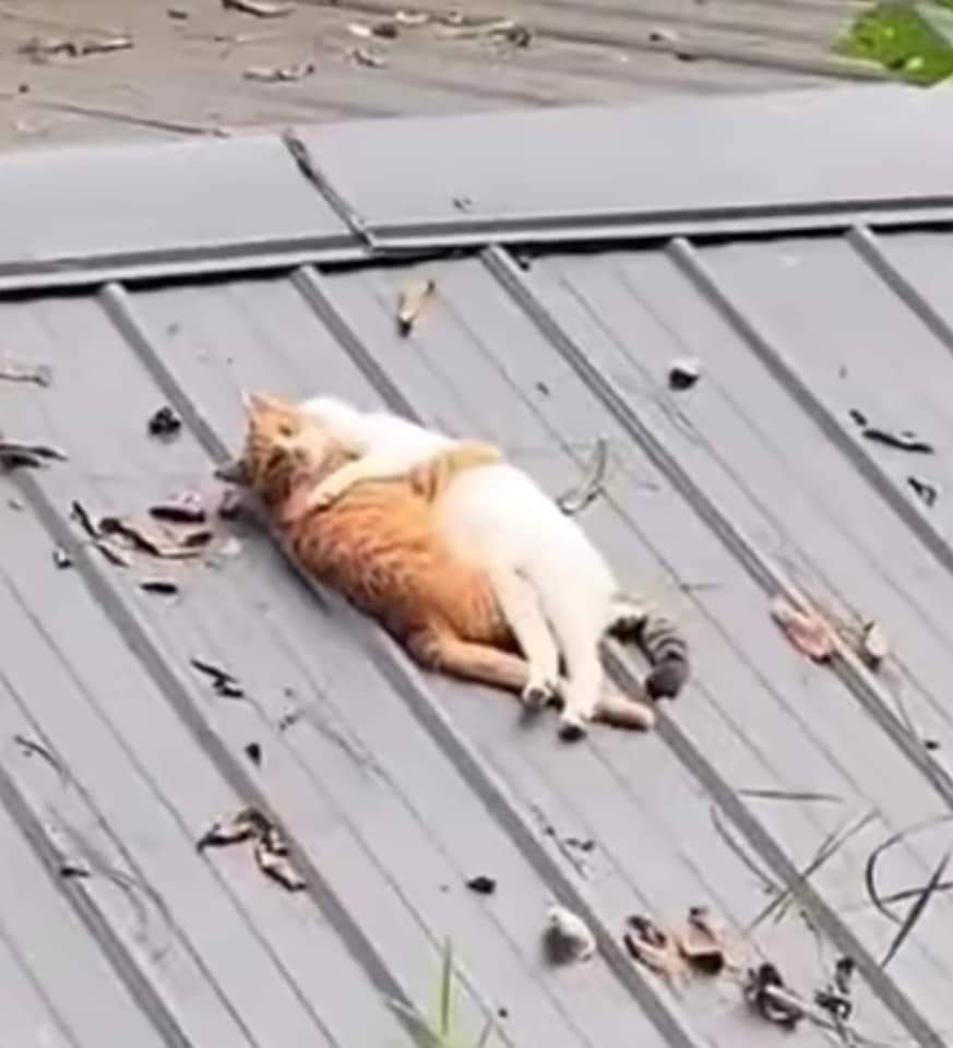 cats being weird little guys 👅 (@weirdlilguys) on Twitter photo 