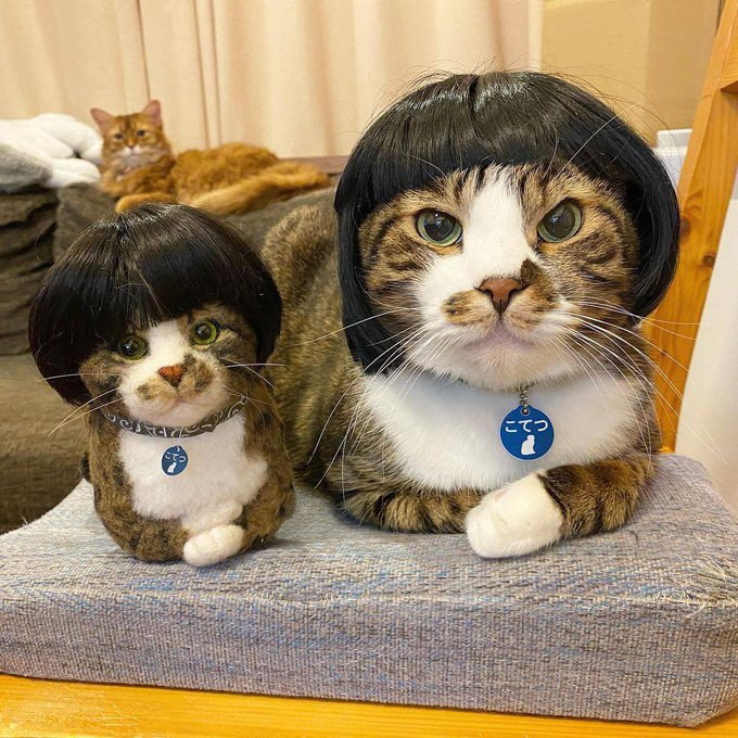 cats being weird little guys 👅 (@weirdlilguys) on Twitter photo 