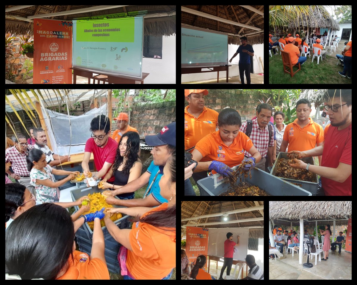 Karol_BarraFon's tweet photo. Implementation of a Black Soldier Fly productio's prototype &amp; training with peasants #InsectsForPeace 🐛🕊💪🏽 #BrigadasCampesinas @MagdalenaGober @desarrollomag  @FMVZ_UNAL @EntoPro @DIEB_UNAL @WUR https://t.co/laVFCwOY5o
