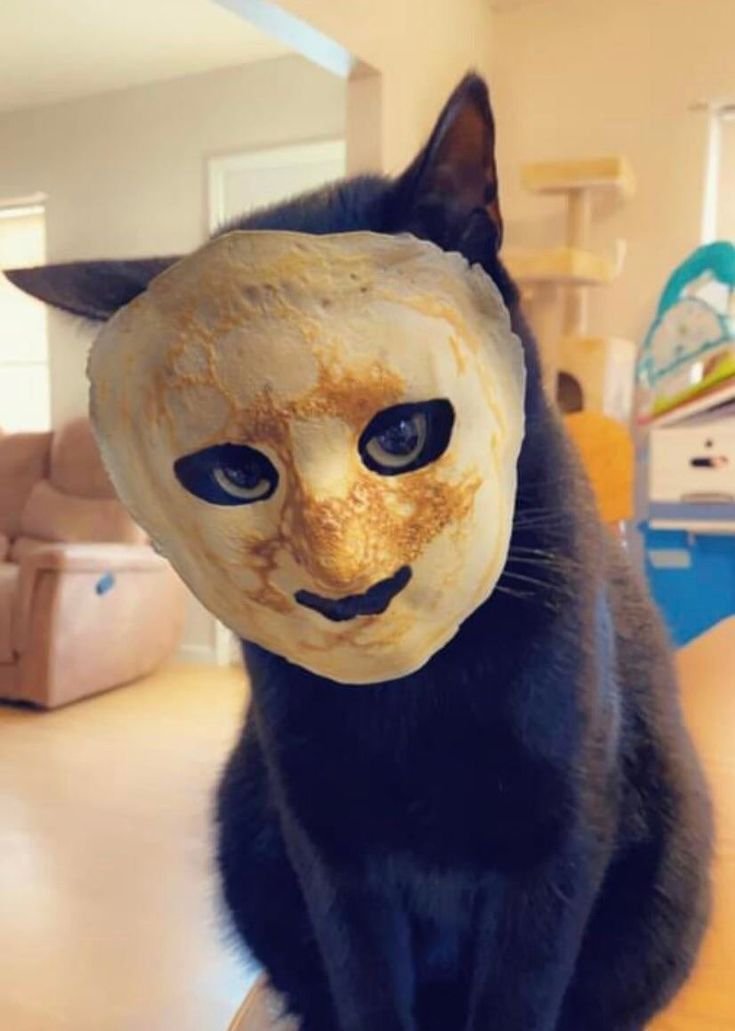 cats being weird little guys 👅 (@weirdlilguys) on Twitter photo 