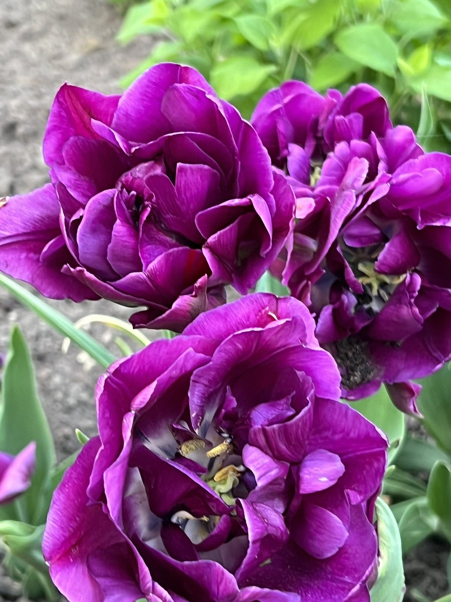 Eramaftab's tweet image. #SpringDays #SummerVibes #JoysOfGardening