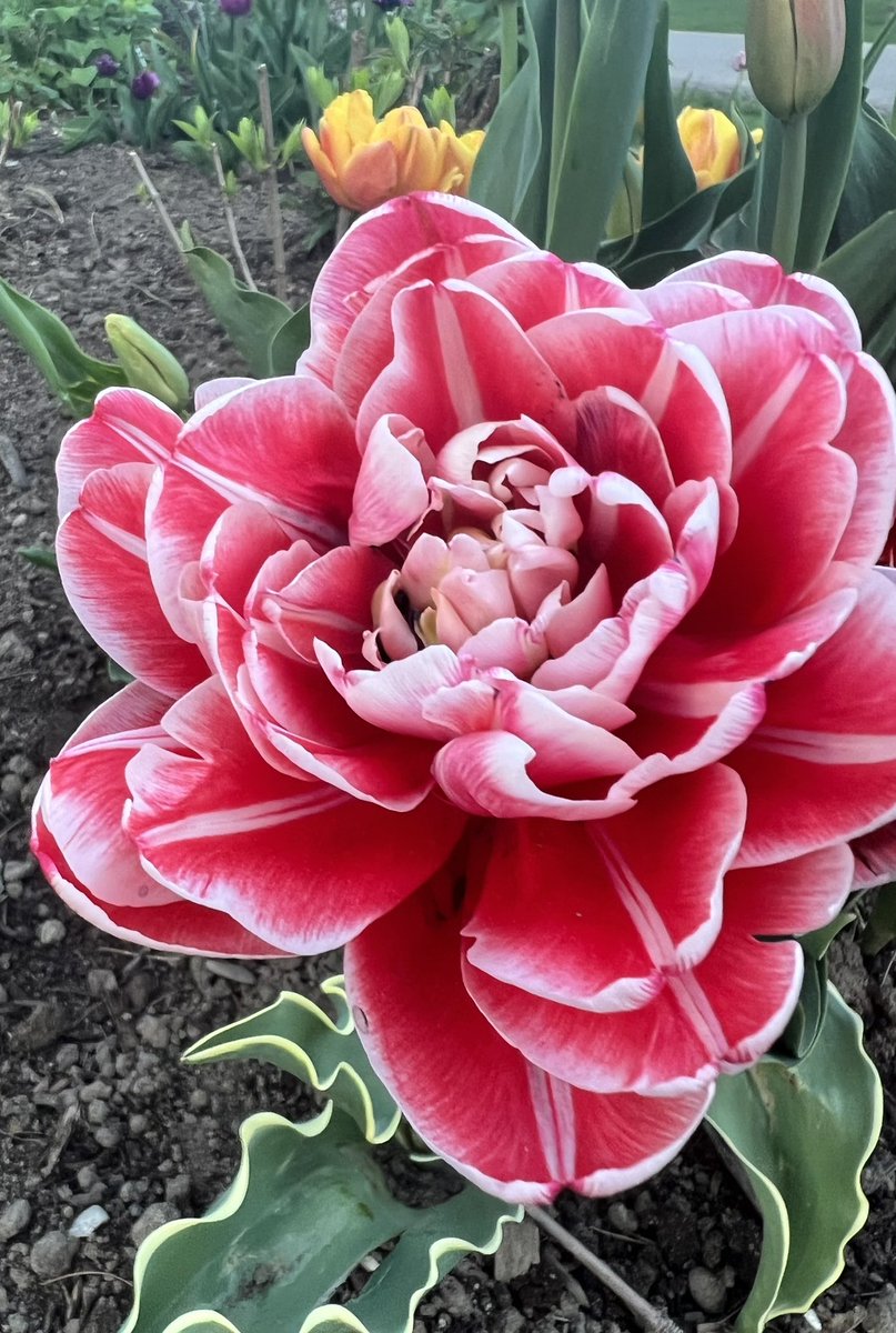 Eramaftab's tweet image. #SpringDays #SummerVibes #JoysOfGardening