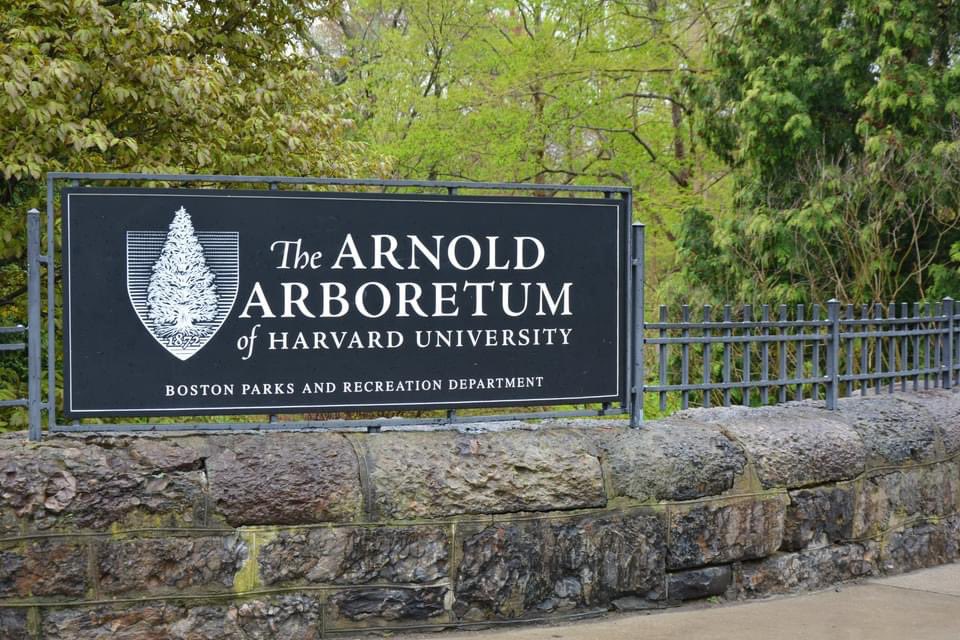 LauraFantini's tweet photo. Busy week and a great opening at the Arnold Arboretum of Harvard University in Boston for my solo exhibition "Seeds of Tomorrow: Woody Plants of the Arnold Arboretum" on view through May 30. Open Friday-Monday, noon-4PM

https://t.co/h8bOxJClDW https://t.co/p5RzVrdXwh