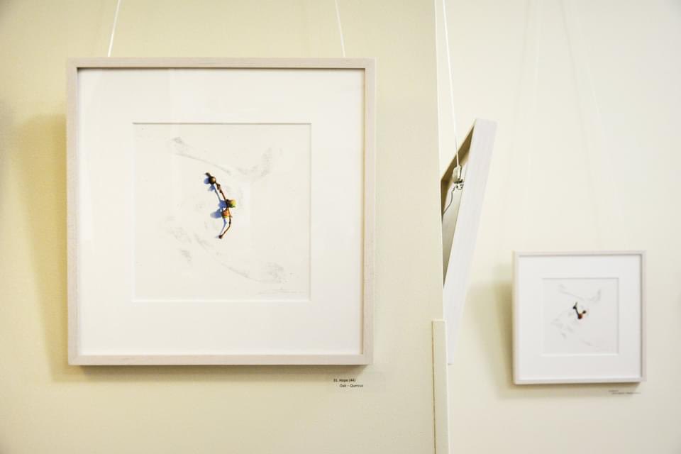 LauraFantini's tweet photo. Busy week and a great opening at the Arnold Arboretum of Harvard University in Boston for my solo exhibition "Seeds of Tomorrow: Woody Plants of the Arnold Arboretum" on view through May 30. Open Friday-Monday, noon-4PM

https://t.co/h8bOxJClDW https://t.co/p5RzVrdXwh