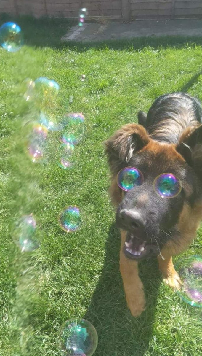 what kind of dog is this (@genius_dogs) on Twitter photo 