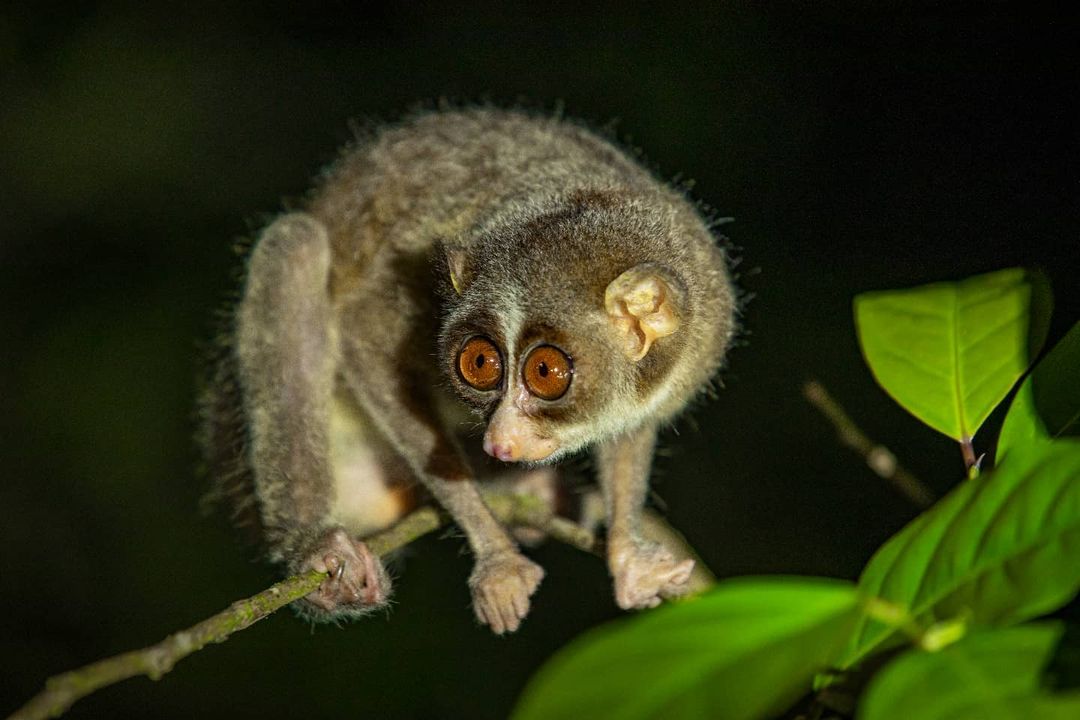 WCSIndia's tweet photo. Slender #loris, photographed by Abhishek Salian.

#repost #animals #wildlife #nature #beauty #life #earth #primates #indianwildlife #fauna #biodiversity #imageoftheday #photooftheday #picoftheday #lorisofinstagram #wildlifeofinstagram #animalsofinstagram #primatesofinstagram https://t.co/ah8FiVdtdJ