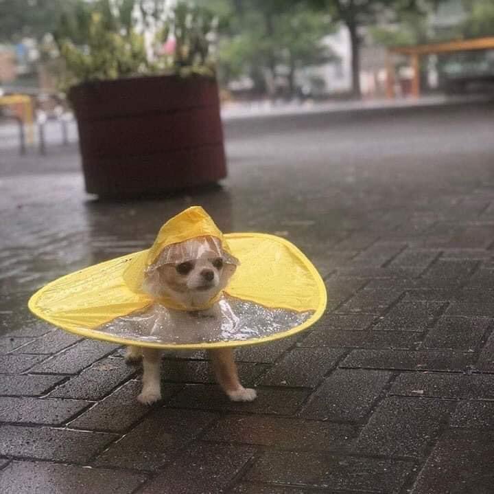 genius_dogs's tweet photo. https://t.co/iQYFOADpS1