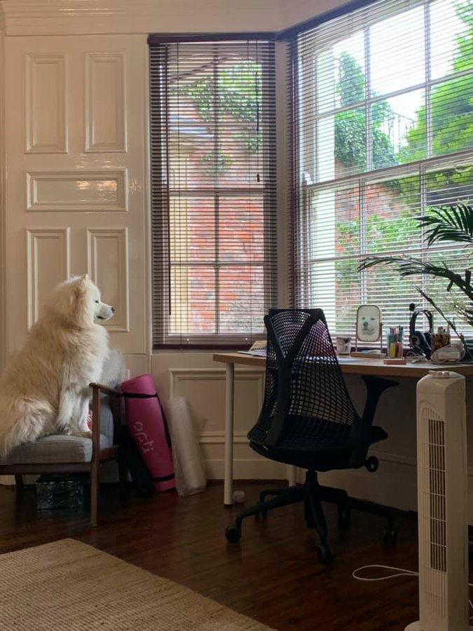 genius_dogs's tweet photo. https://t.co/VrGWGUyTvF