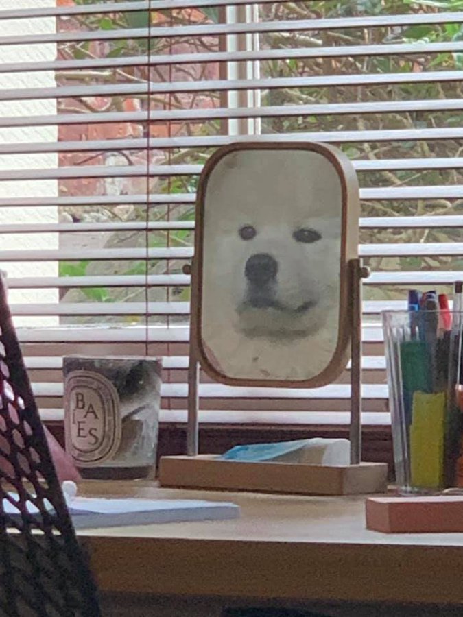 genius_dogs's tweet photo. https://t.co/VrGWGUyTvF