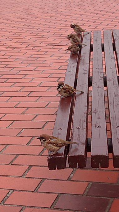 スズメチャン・・・ 