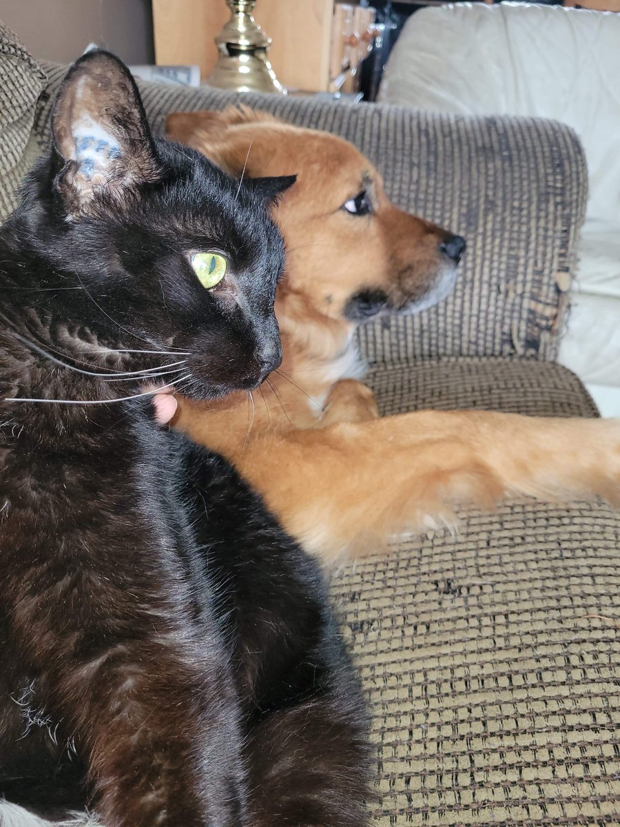 This is what happens when a boarding leaves.. Zoosk is forced to play with Salam the cat lol