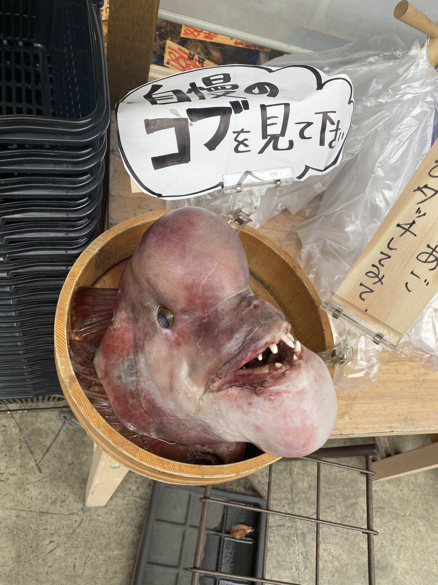 RTFUKTYO's tweet photo. 昔スーファミのドンキーコングでこんな魚に追いかけられたなぁ。懐かしい。 https://t.co/k8KOq0hUL1