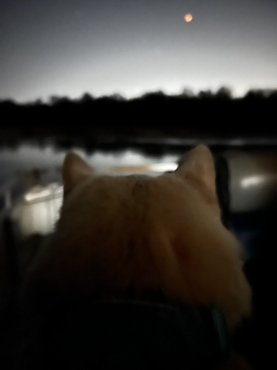 Willow’s 1st Super Flower Blood Moon #TotalLunarEclipse #SuperFlowerBloodMoon #willow