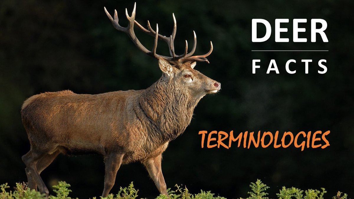 #Deer #Facts #Terminologies #DeerFact #DeerFacts #Fact #Stag #Hart #Doe #Hind #Fawn #Yearling youtube.com/watch?v=47tHGI…