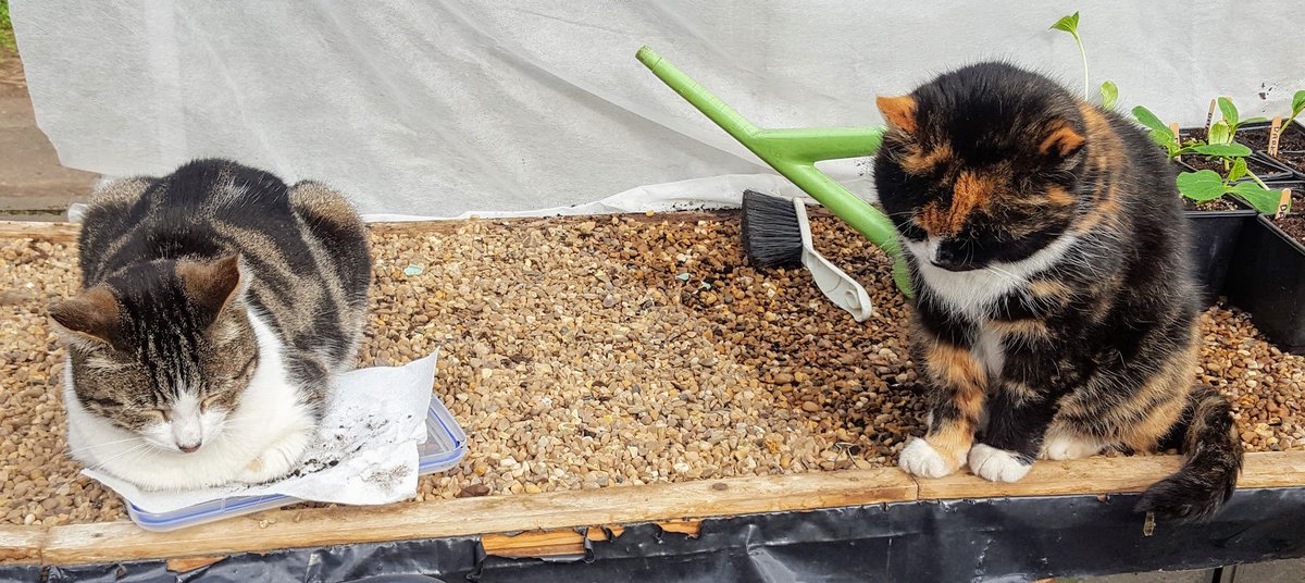 Robert Allotment cat,now helped by Janet & Amanda tweet media
