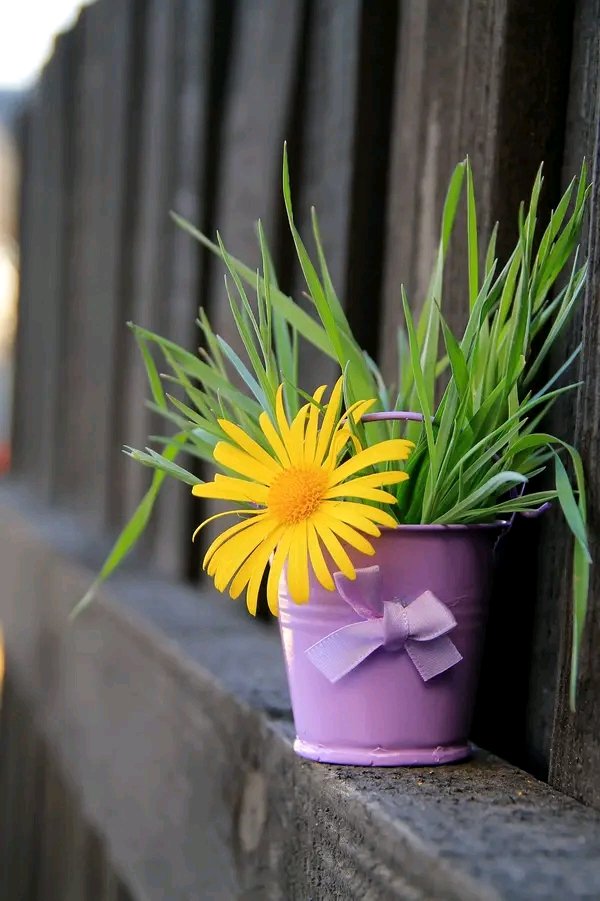 Helen18174248's tweet photo. Good morning;) #photooftheday #photo #Flowers #GoodMourning #spring https://t.co/GwlM2nuVjs
