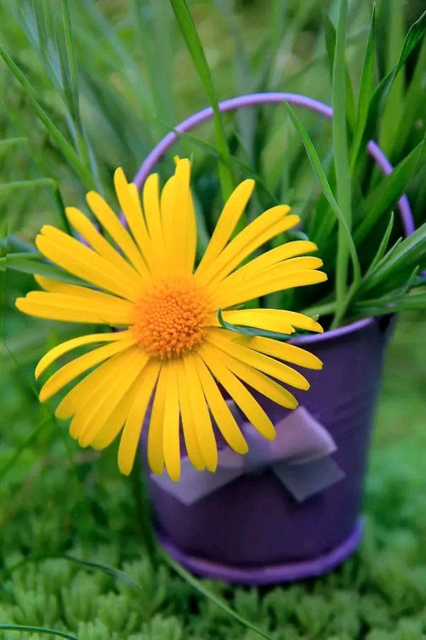 Helen18174248's tweet photo. Good morning;) #photooftheday #photo #Flowers #GoodMourning #spring https://t.co/GwlM2nuVjs