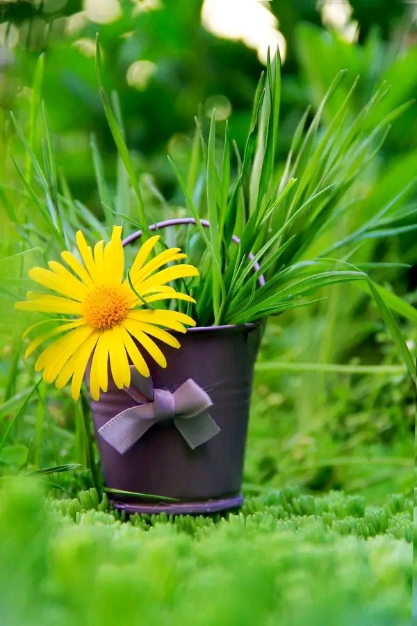 Helen18174248's tweet photo. Good morning;) #photooftheday #photo #Flowers #GoodMourning #spring https://t.co/GwlM2nuVjs