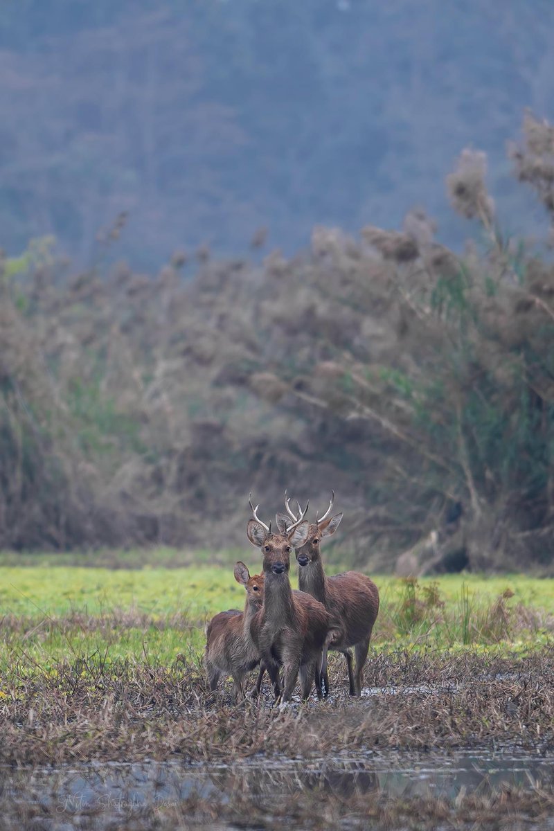 Mesmerising Pilibhit
Family of swamp deers!

#IncredibleIndia #jungle #forest #deers #family #wildlife #wildlifeofindia #Mammal #indianwildlife 

@pilibhitstories @PilibhitR @incredibleindia @WildlifeofDay @wildlifeofind @Indianwildlifeo