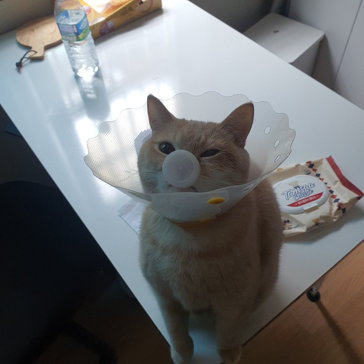 popcorn__0's tweet photo. 뀌여웡 https://t.co/f1GLYp3XoE