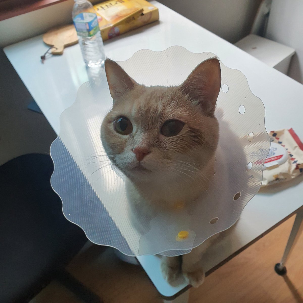 popcorn__0's tweet photo. 뀌여웡 https://t.co/f1GLYp3XoE
