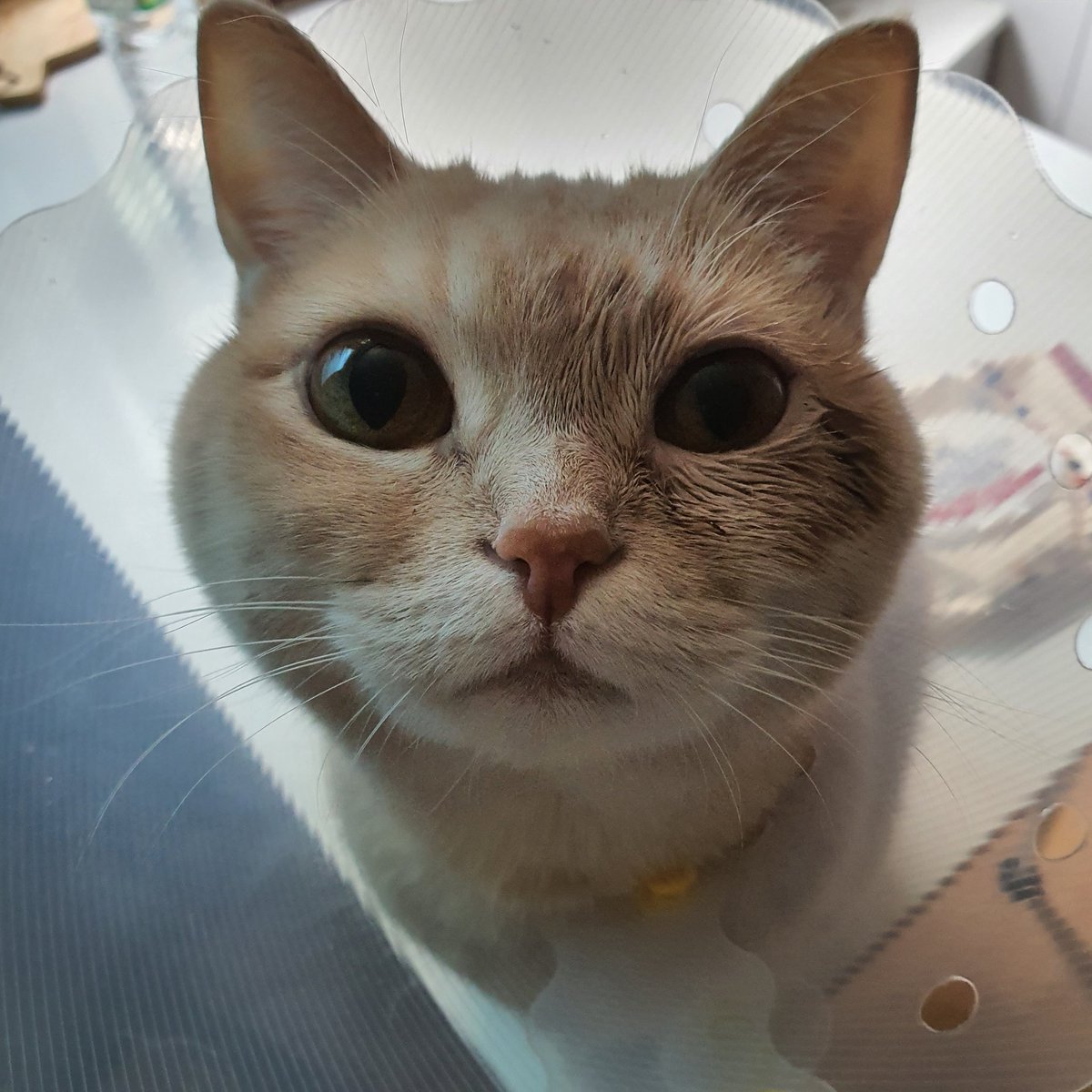 popcorn__0's tweet photo. 뀌여웡 https://t.co/f1GLYp3XoE