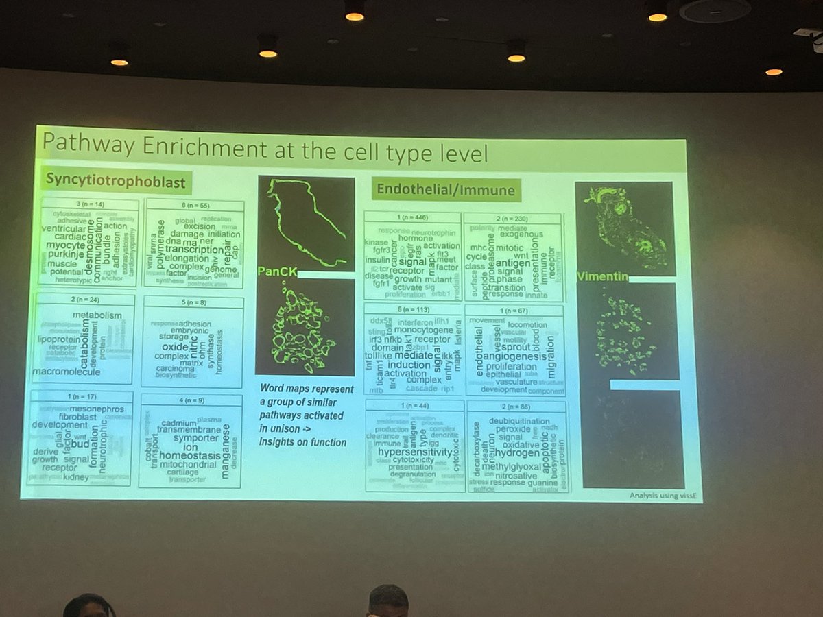 AntoBeck's tweet photo. This is new to me… doing pathway enrichment analyses using #wordle #WordMaps @nanostringtech #GeoMx differential express in pregnant #COVID19 samples. @NatalyStylianou https://t.co/T6wJgiH5fl