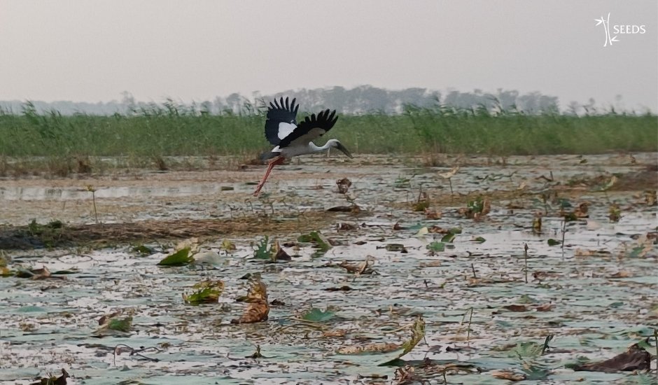 SEEDS India on Twitter "A glimpse of Asia's biggest Oxbow Lake in