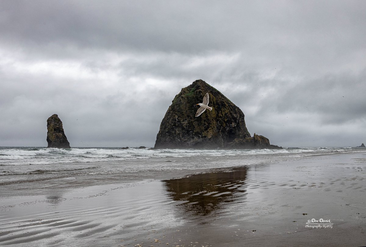 dondetrick's tweet image. I waited patiently in the cold wind and rain at #CannonBeachOregon on Saturday afternoon for the right moment when Mr. #Seagull flew in front of #HaystackRock. It almost looks like the bird was Photoshopped into the photo, but it was not for those of you who might wonder.