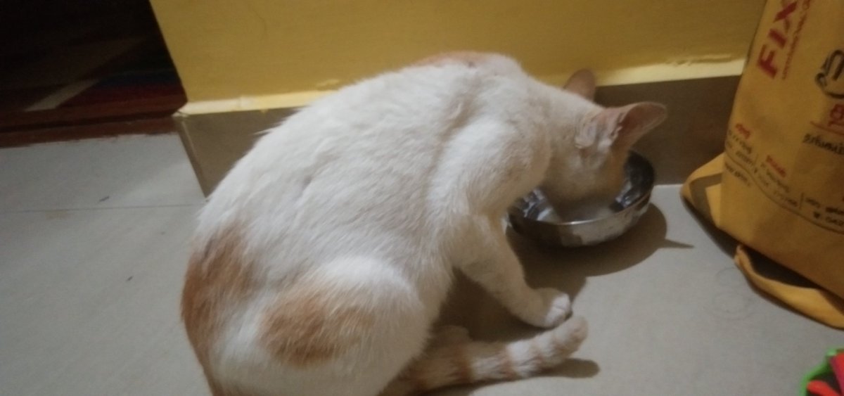 ranjithBhere's tweet photo. Life is always a learning panel. I learned a lot from this cat.
Name. Whitey. https://t.co/aRWREIZG48