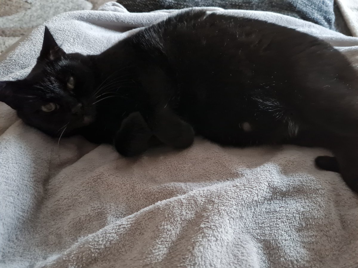 nadinew2409's tweet photo. @blackeyyy18 My black cat. 10 years https://t.co/fpmlGZcgn4