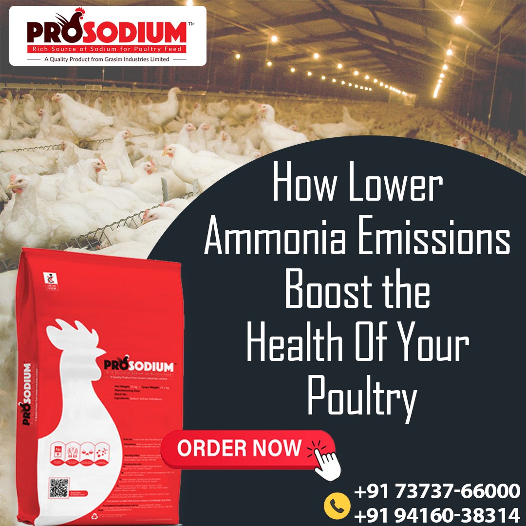 egiyokofficial's tweet image. ProSodium converts Ammonia in poultry bladder into solid litter waste, hence reducing ammonia exposure in the poultry field. 
ORDER Now!👉 7373766000, 9416038314
#prosodium #Sodium #poultryproducts #qualityproduct #poultry #boost #ordernow