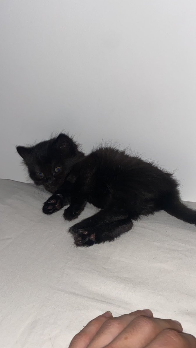 sltcgiu's tweet image. miou miou miou