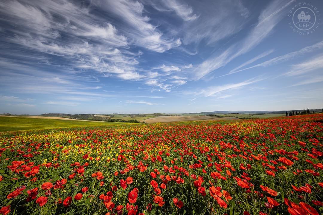 guyedwardes's tweet photo. Poppies bloomed for my second Tuscany workshop (the first group had mist instead!).

© Guy Edwardes Photography

#visittuscany #visititaly #tuscanlandscape #poppies https://t.co/n0DUratgFV
