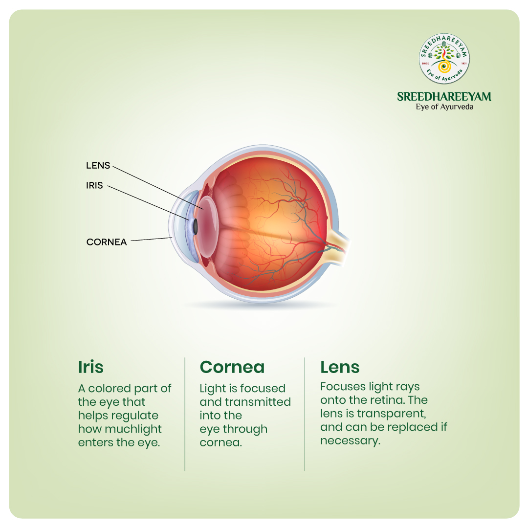 AyurvedicEye's tweet photo. 👁️It is basic that we know everything about our eye, as the vision is what guides us all. 

This #HealthyVisionMonth, get to #KnowYourEye👁️‍🗨️ in detail so that you can take care of it even better.

#Sreedhareeyam #EyeOfAyurveda #Ayurveda #VisionTips   #EyeHealth #EyeCare https://t.co/3ZgXg9u1X6